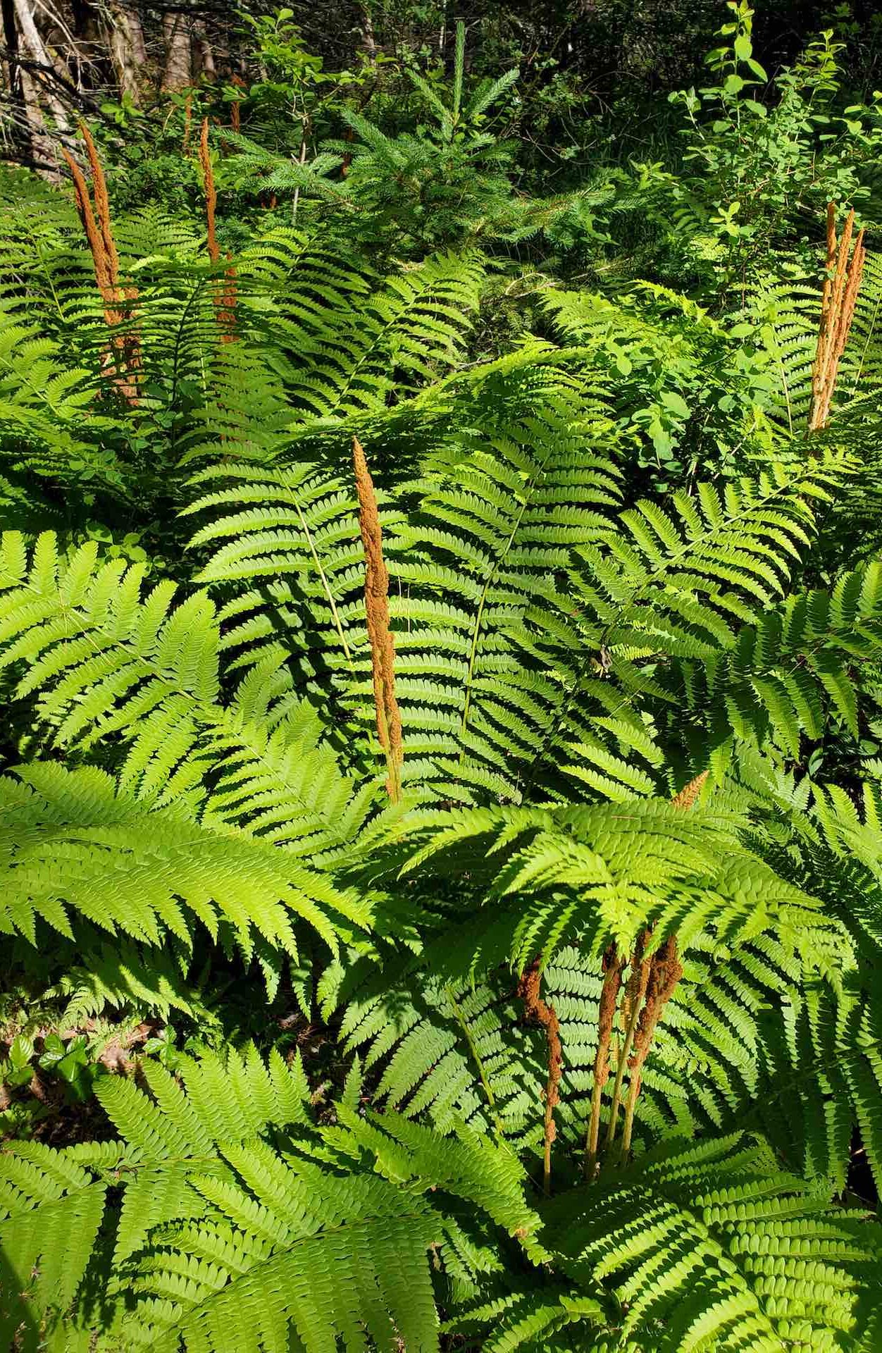 The Dazzling Cinnamon Fern