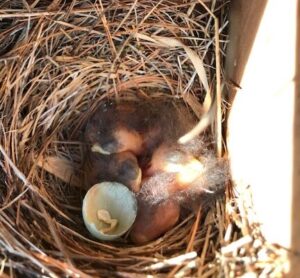 The Bird Word Season Boothbay Region Land Trust