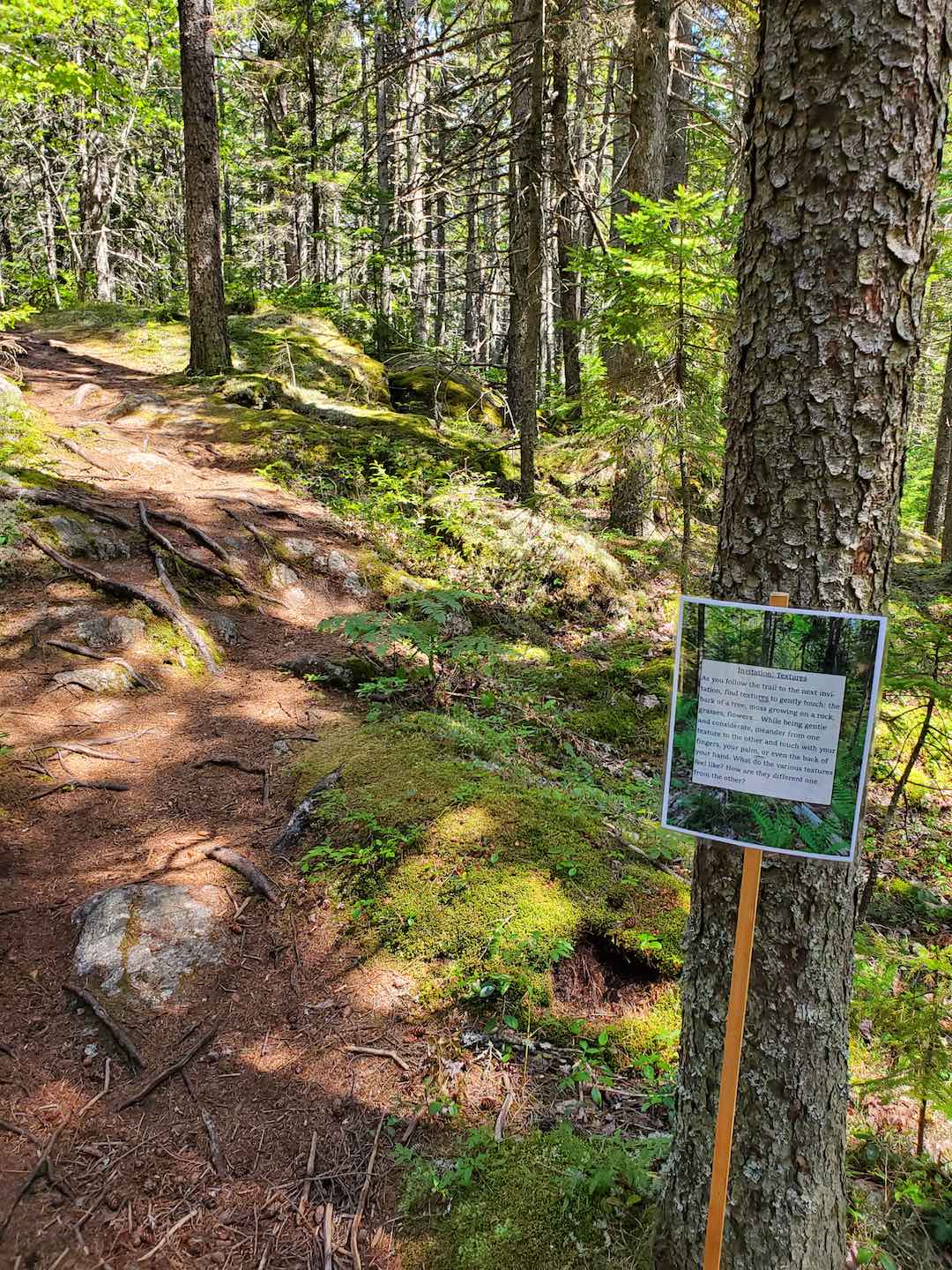 BRLT’s Self-Guided Forest Bathing Walk helps Visitors Connect with Nature