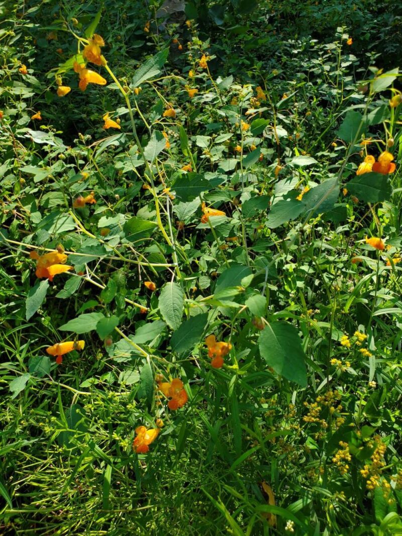 Spotted Jewelweed: Explosions, Illusions, and Curatives