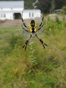 black and yellow garden spider poisonous