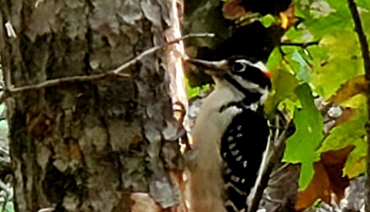 The Wide World of Woodpeckers