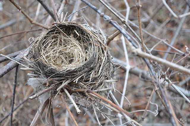 Noticeable Nests