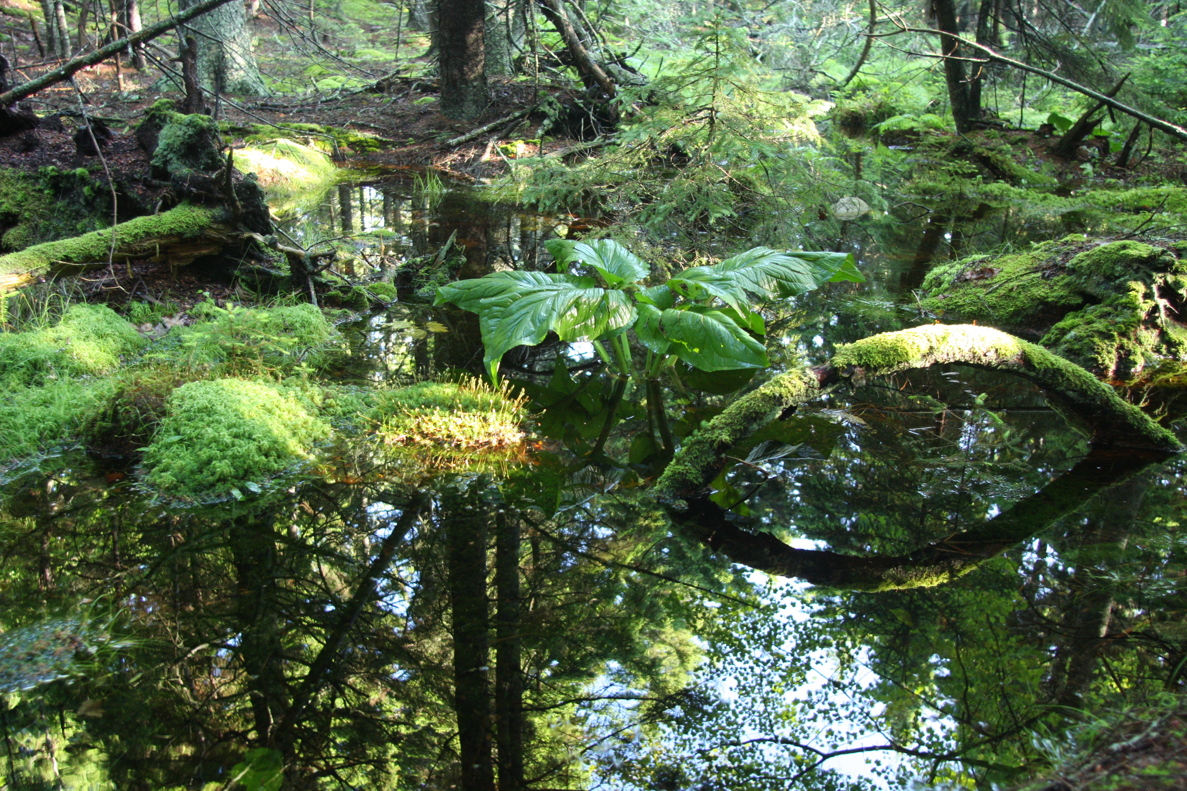Visit a Vernal Pool this Earth Day
