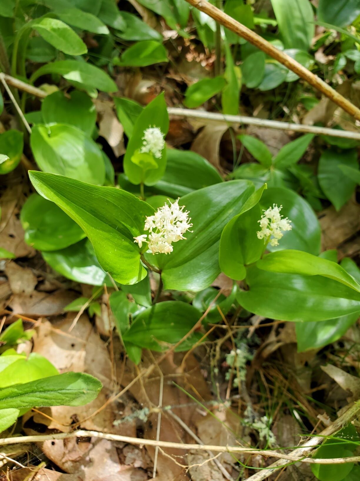 The Canada Mayflower and Local Plant ID