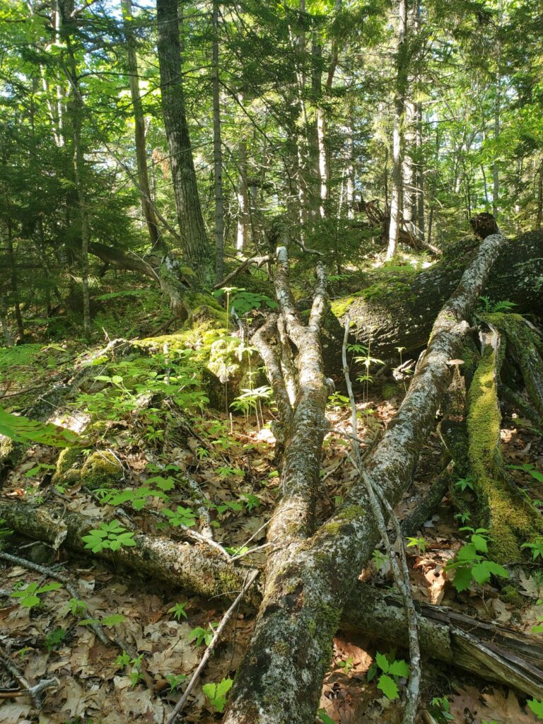 Schoolhouse Pond Preserve - Boothbay Region Land Trust