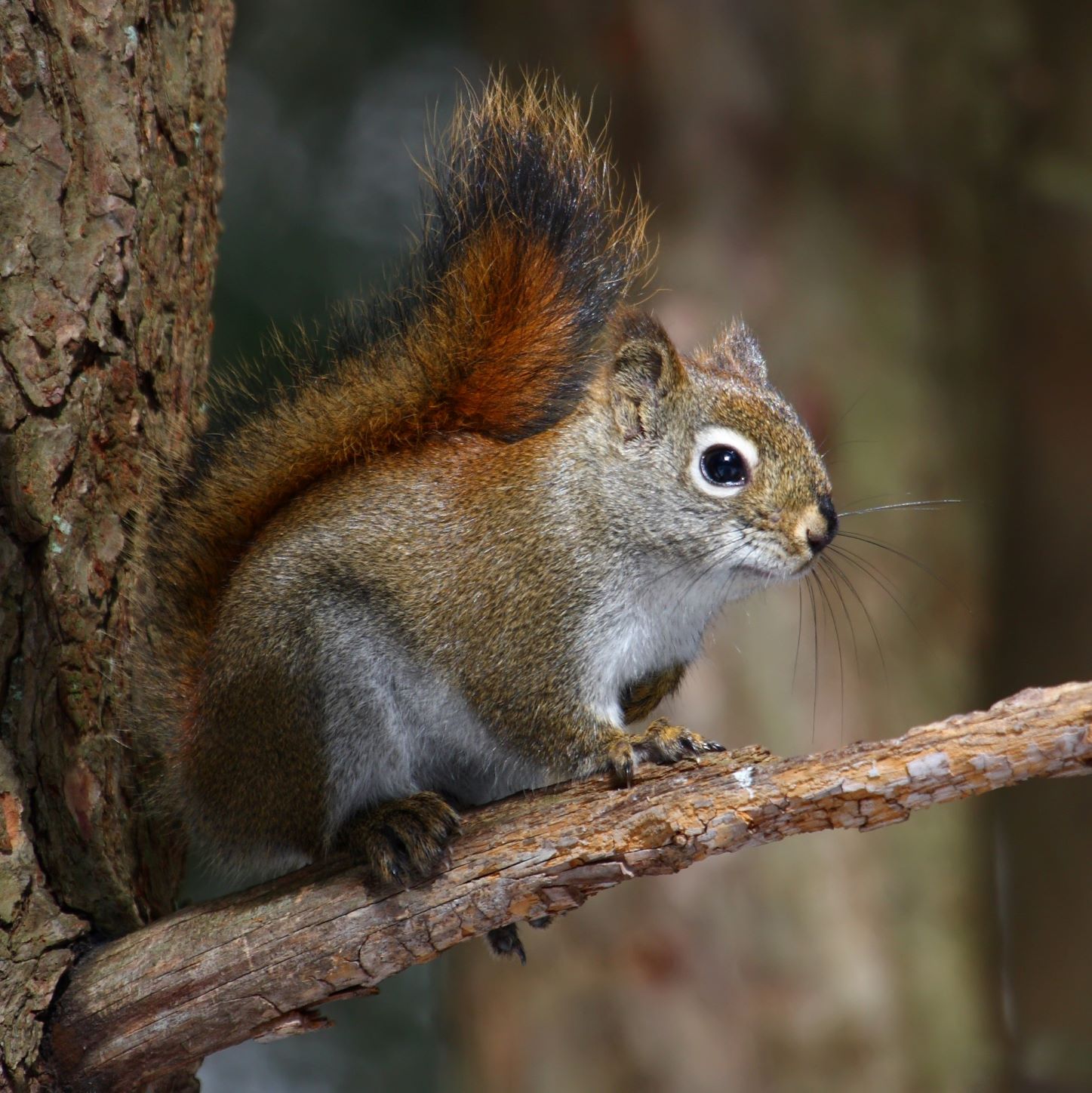 Dining Habits of the Red Squirrel