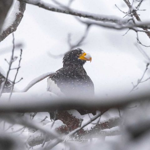 The Incredible Story of the Steller’s Sea Eagle