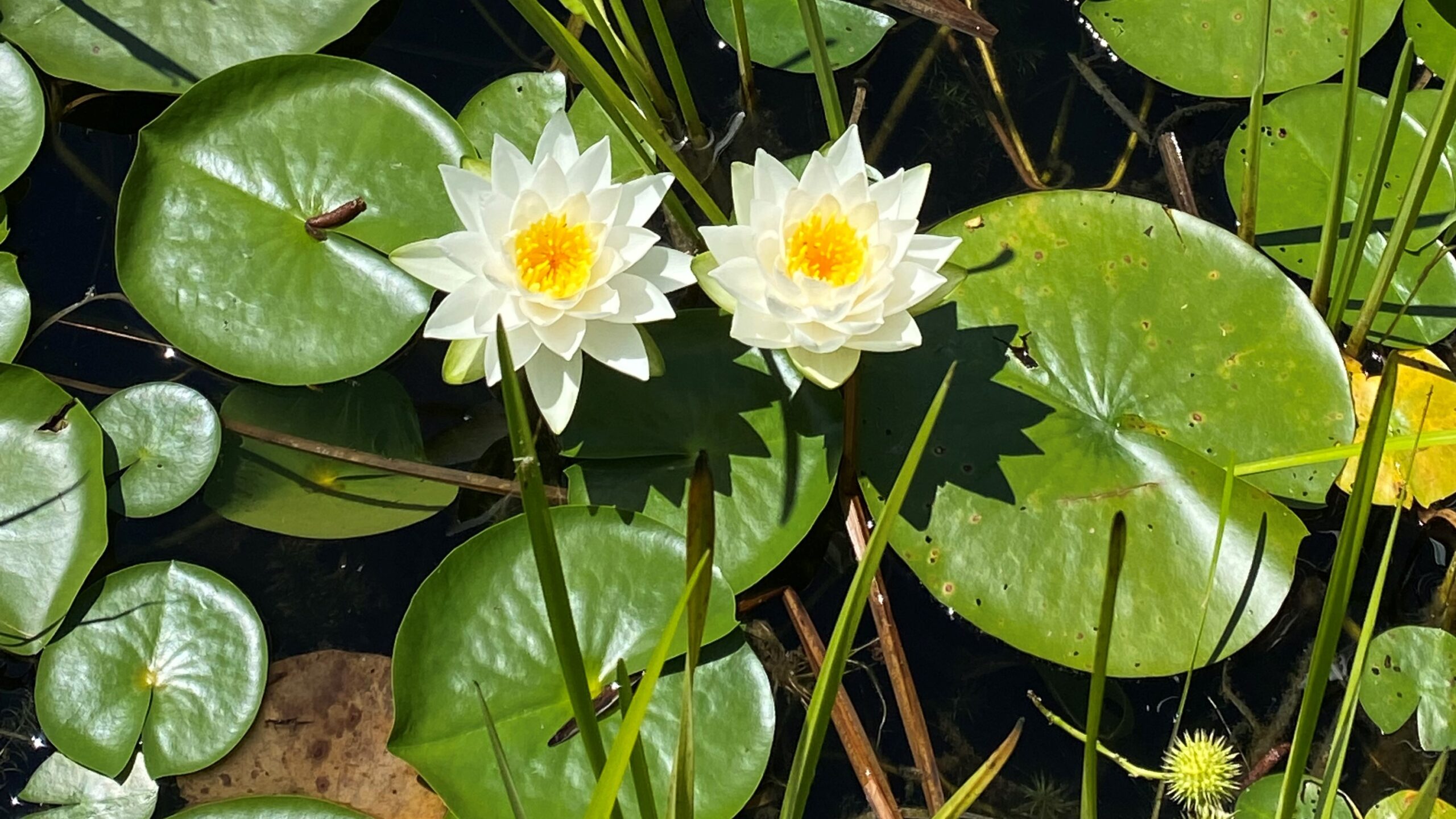 More Than Just a Pretty Flower: The Fragrant Water Lily