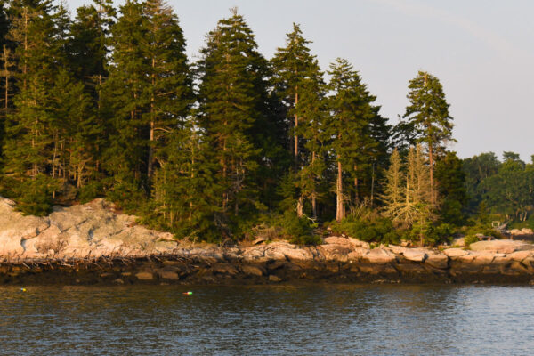 1. Cruising for Conservation--Porter