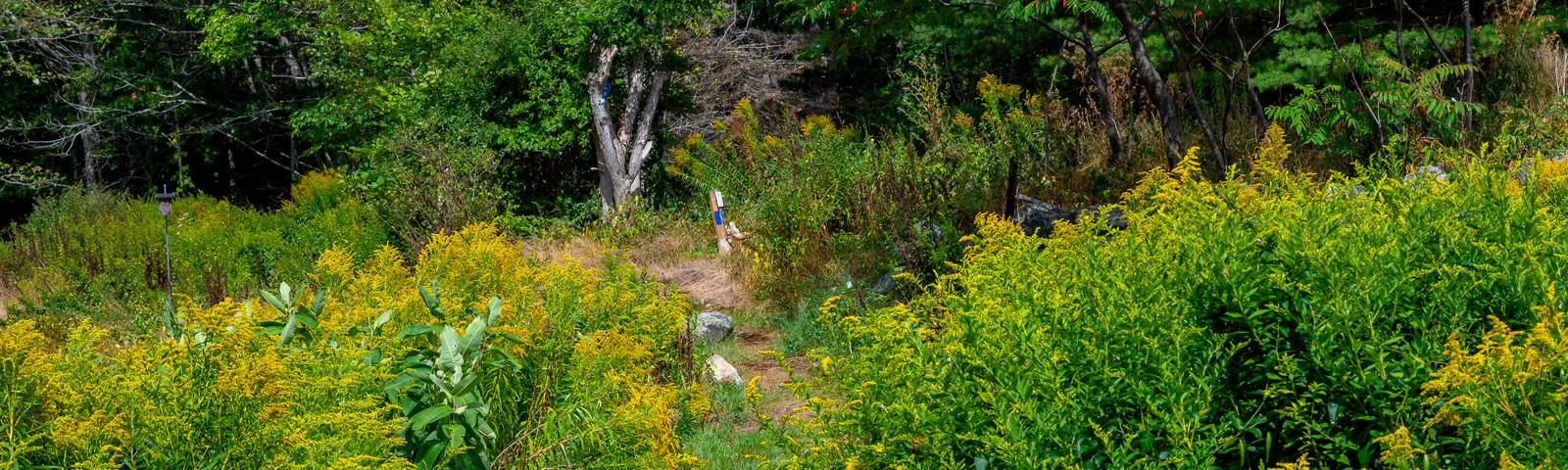 Autumn View & Appalachee